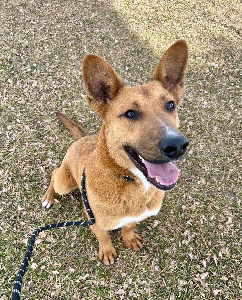 Trishula, an adoptable Australian Cattle Dog / Blue Heeler, Shepherd in Fort Lupton, CO, 80621 | Photo Image 2