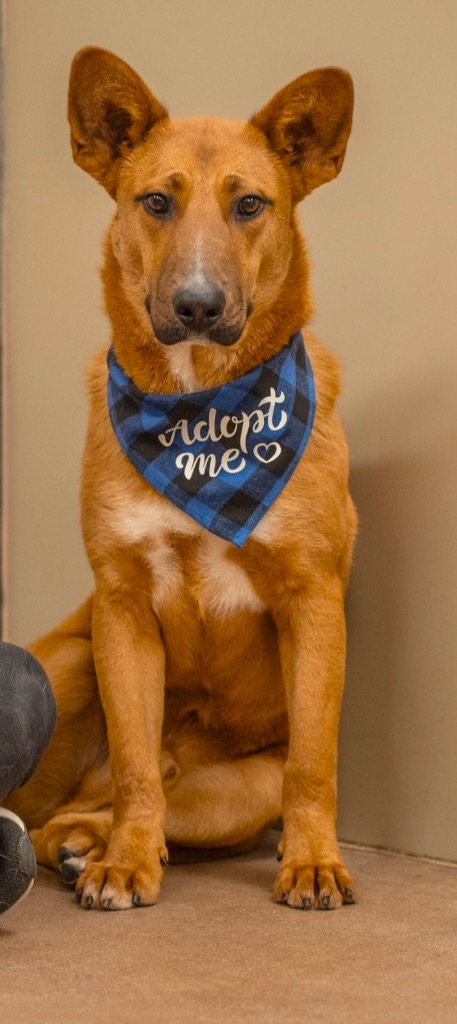 Trishula, an adoptable Australian Cattle Dog / Blue Heeler, Shepherd in Fort Lupton, CO, 80621 | Photo Image 3