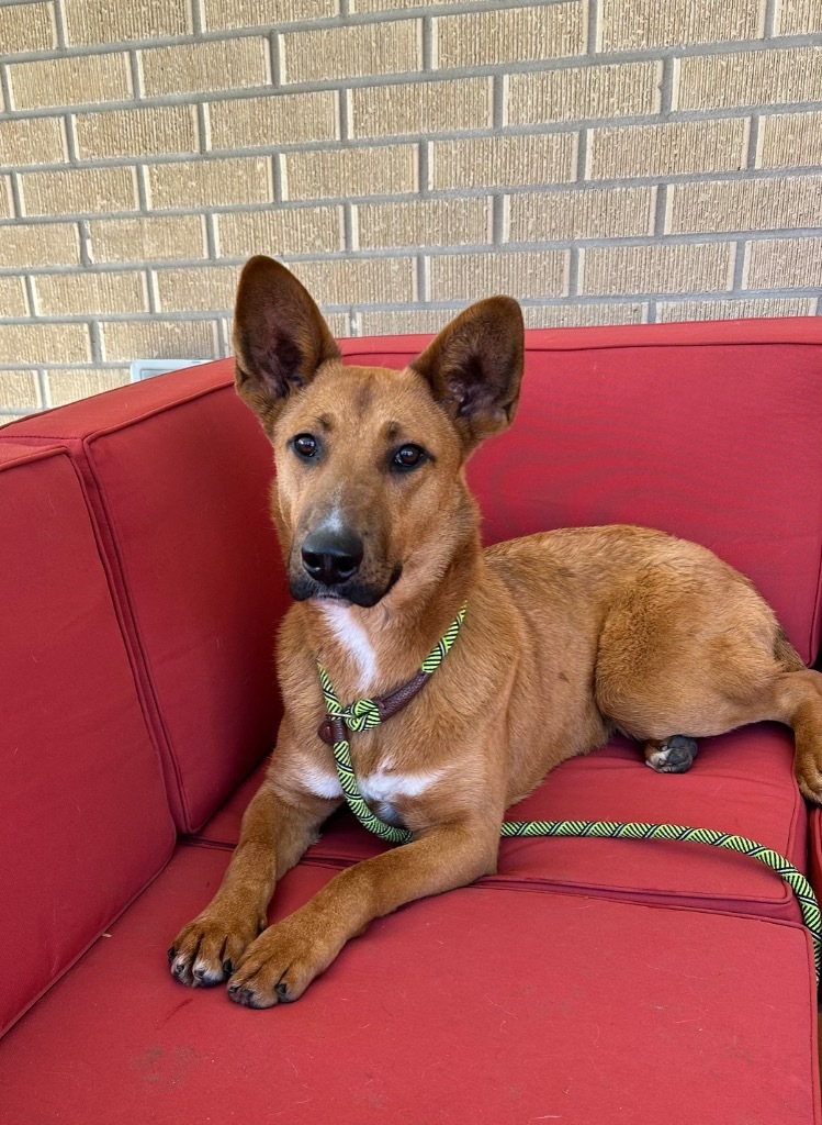 Trishula, an adoptable Australian Cattle Dog / Blue Heeler, Shepherd in Fort Lupton, CO, 80621 | Photo Image 4