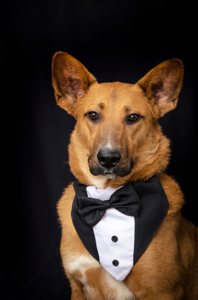 Trishula, an adoptable Australian Cattle Dog / Blue Heeler, Shepherd in Fort Lupton, CO, 80621 | Photo Image 5