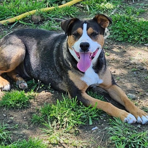 Abby, an adoptable Entlebucher, Mountain Dog in Tracy City , TN, 37387 | Photo Image 1