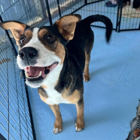 Abby, an adoptable Entlebucher, Mountain Dog in Tracy City , TN, 37387 | Photo Image 2