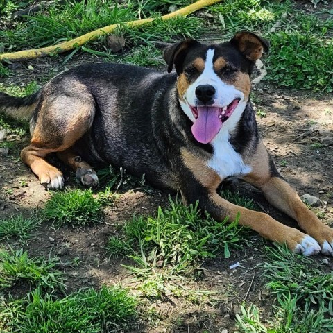 Abby, an adoptable Entlebucher, Mountain Dog in Tracy City , TN, 37387 | Photo Image 3