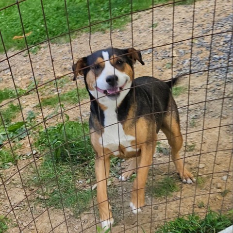 Abby, an adoptable Entlebucher, Mountain Dog in Tracy City , TN, 37387 | Photo Image 4