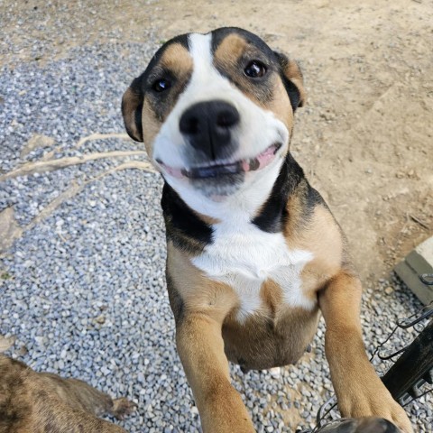 Abby, an adoptable Entlebucher, Mountain Dog in Tracy City , TN, 37387 | Photo Image 5