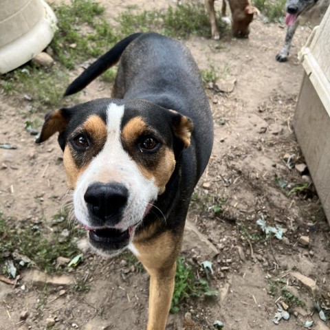 Abby, an adoptable Entlebucher, Mountain Dog in Tracy City , TN, 37387 | Photo Image 6