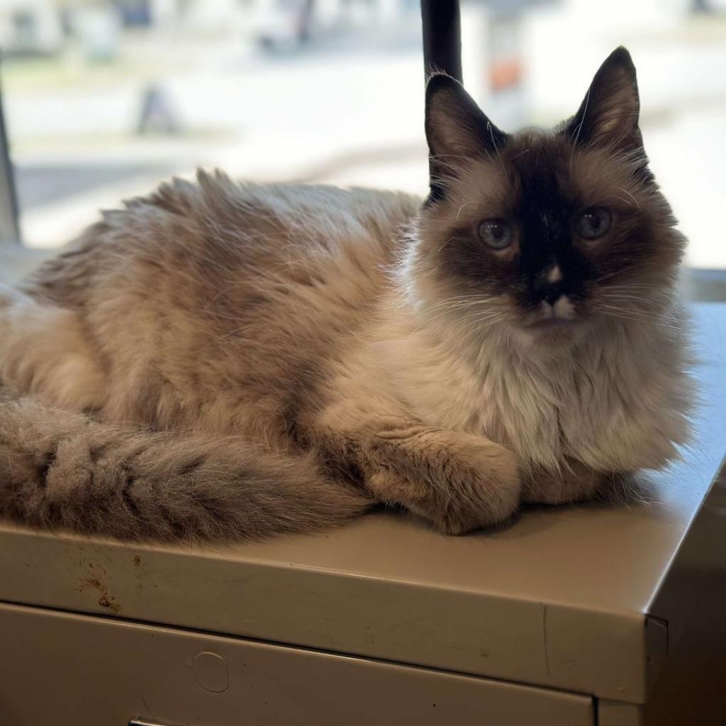 Annie, an adoptable Siamese, Himalayan in Madison, WI, 53704 | Photo Image 1