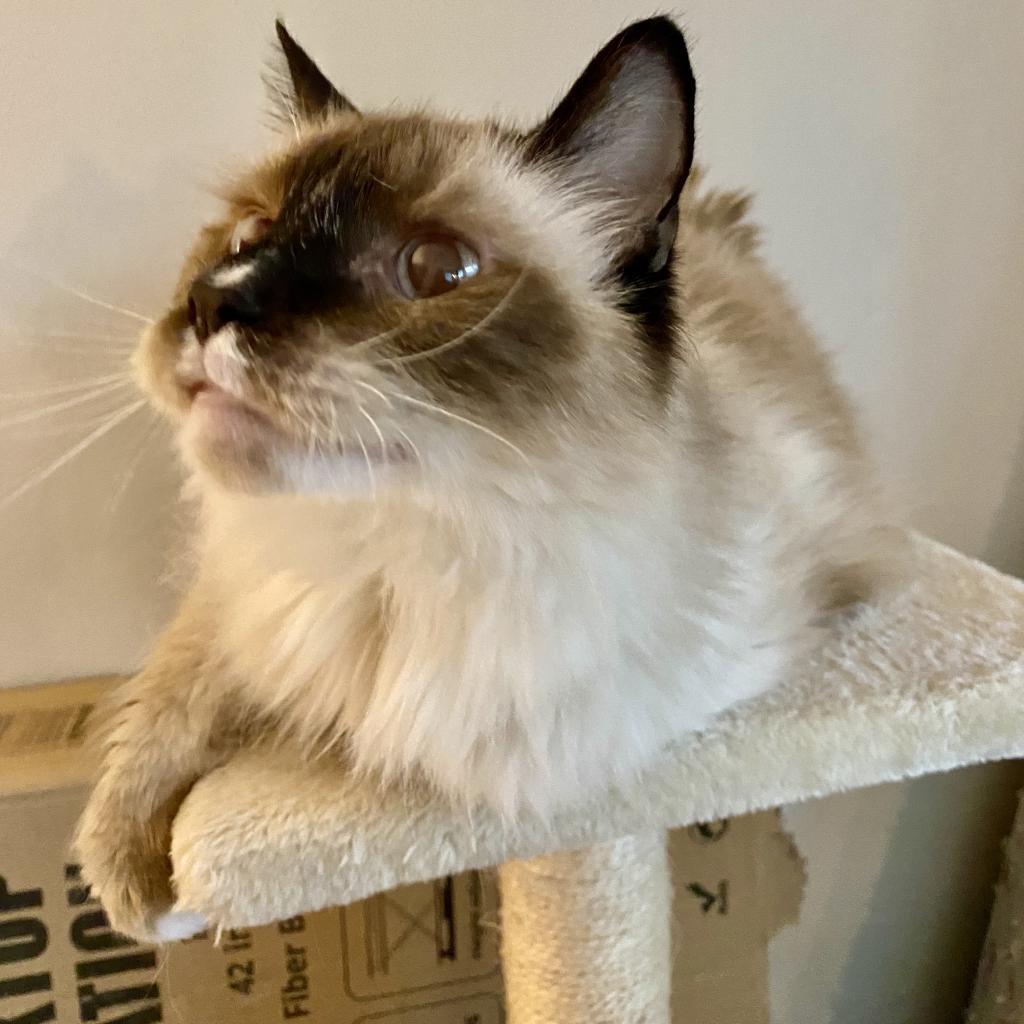 Annie, an adoptable Siamese, Himalayan in Madison, WI, 53704 | Photo Image 2