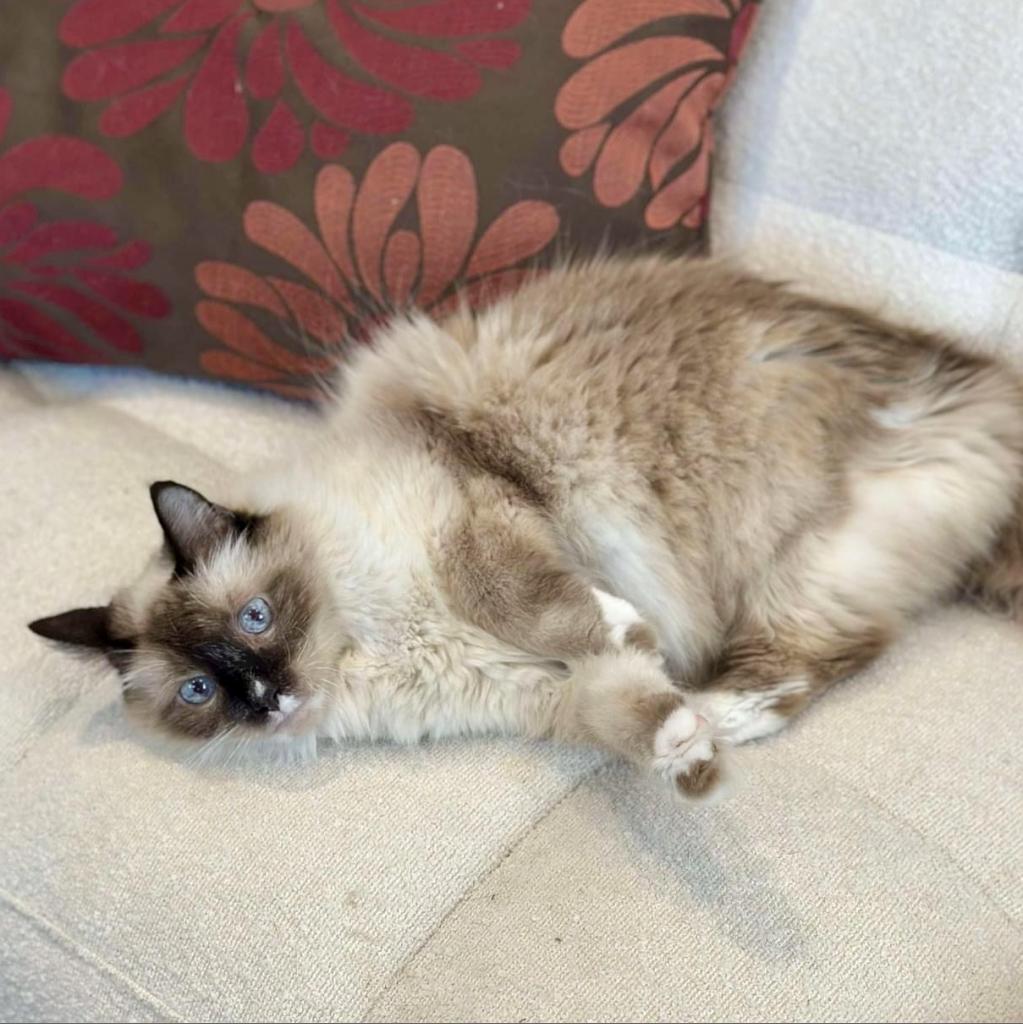 Annie, an adoptable Siamese, Himalayan in Madison, WI, 53704 | Photo Image 3