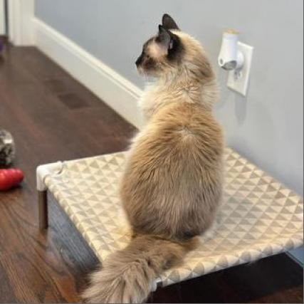 Annie, an adoptable Siamese, Himalayan in Madison, WI, 53704 | Photo Image 5