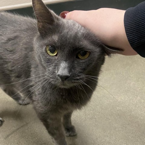 Majic, an adoptable Domestic Short Hair in Reno, NV, 89502 | Photo Image 1