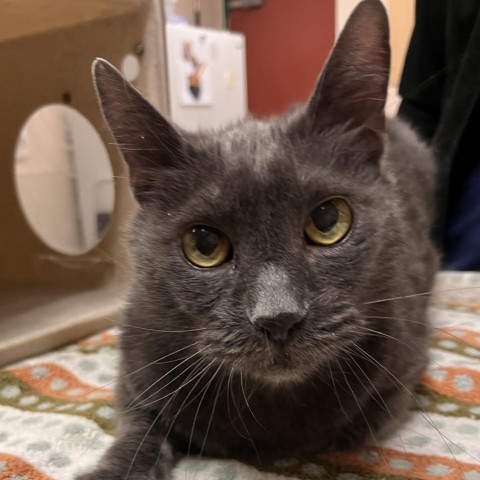 Majic, an adoptable Domestic Short Hair in Reno, NV, 89502 | Photo Image 2