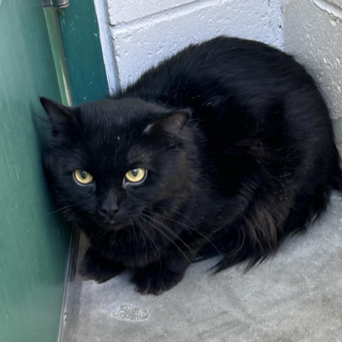 Green Bean Casserole, an adoptable Domestic Short Hair in Reno, NV, 89502 | Photo Image 1