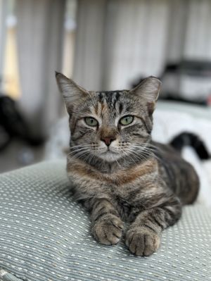 Brave, Young Female Domestic Short Hair