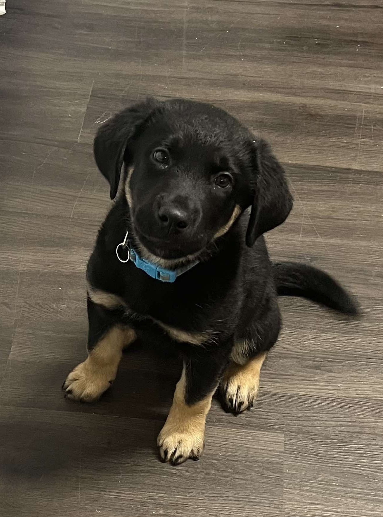 Bentley, an adoptable Rottweiler, Labrador Retriever in Steinbach, MB, R5G 2B2 | Photo Image 1