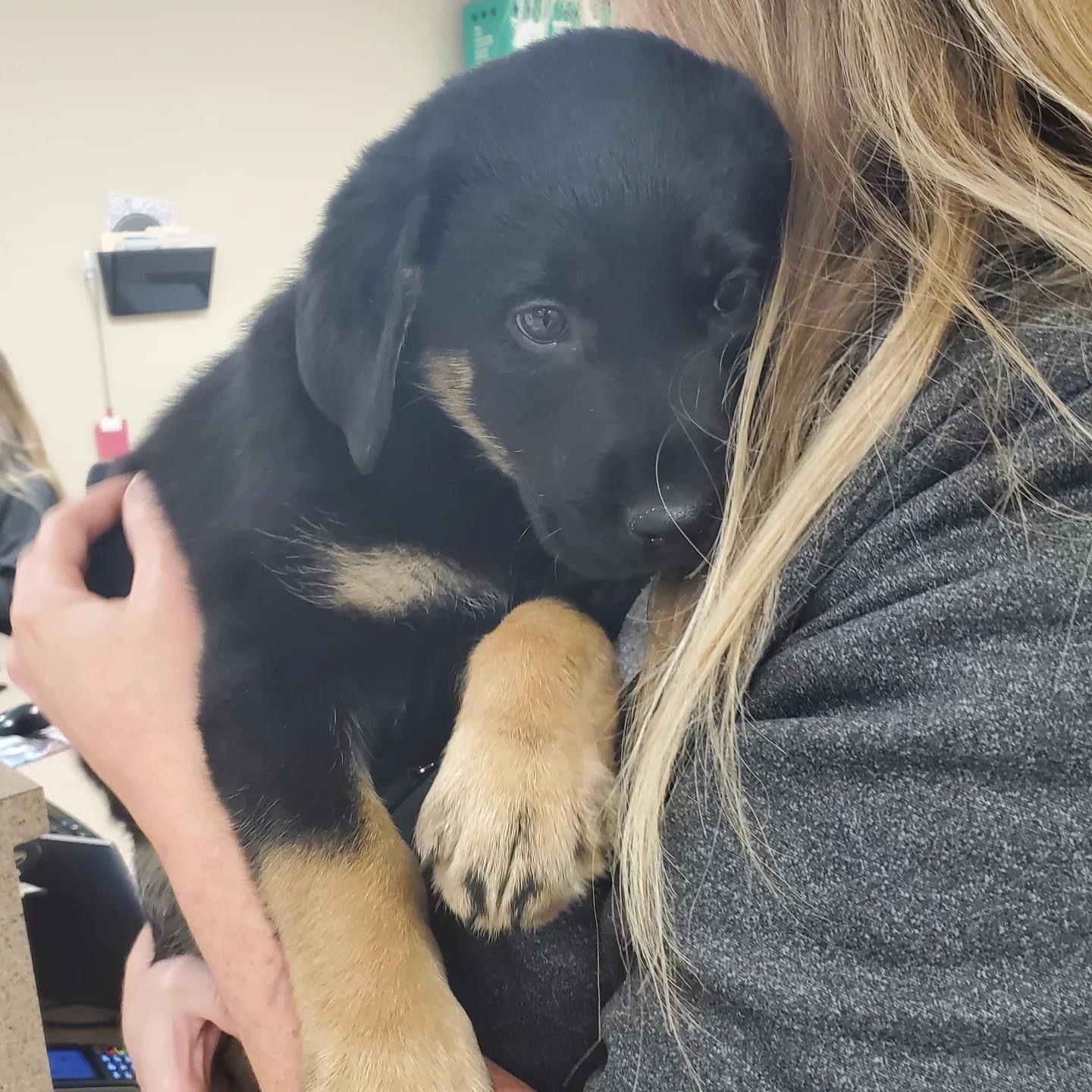 Bentley, an adoptable Rottweiler, Labrador Retriever in Steinbach, MB, R5G 2B2 | Photo Image 3