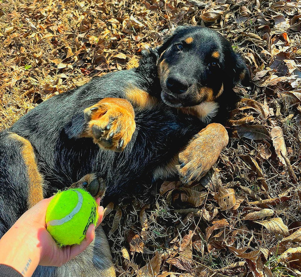 Blue, an adoptable Beauceron in Pryor, OK, 74362 | Photo Image 1