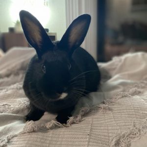 Sneezy, Adult Female American