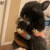 Sneezy photo 4