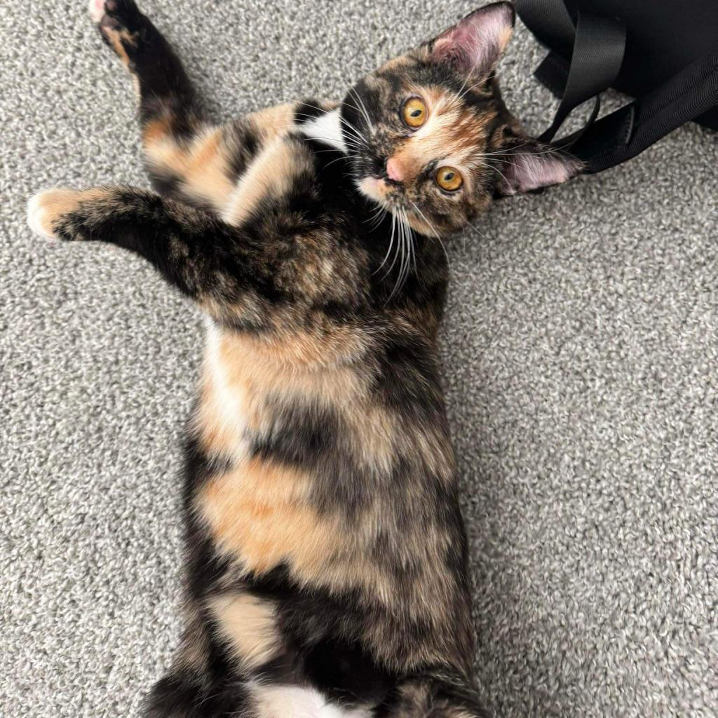 Rogue, an adoptable American Shorthair in Phoenix, AZ, 85086 | Photo Image 1