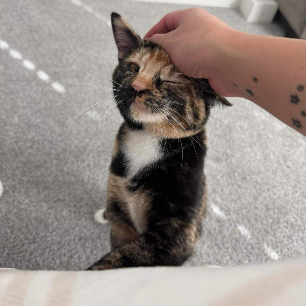 Rogue, an adoptable American Shorthair in Phoenix, AZ, 85086 | Photo Image 2