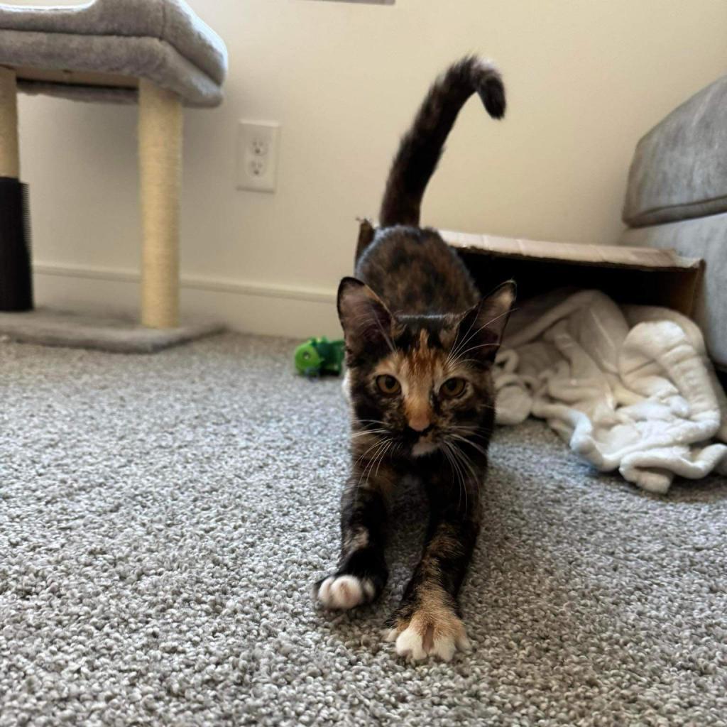 Rogue, an adoptable American Shorthair in Phoenix, AZ, 85086 | Photo Image 4