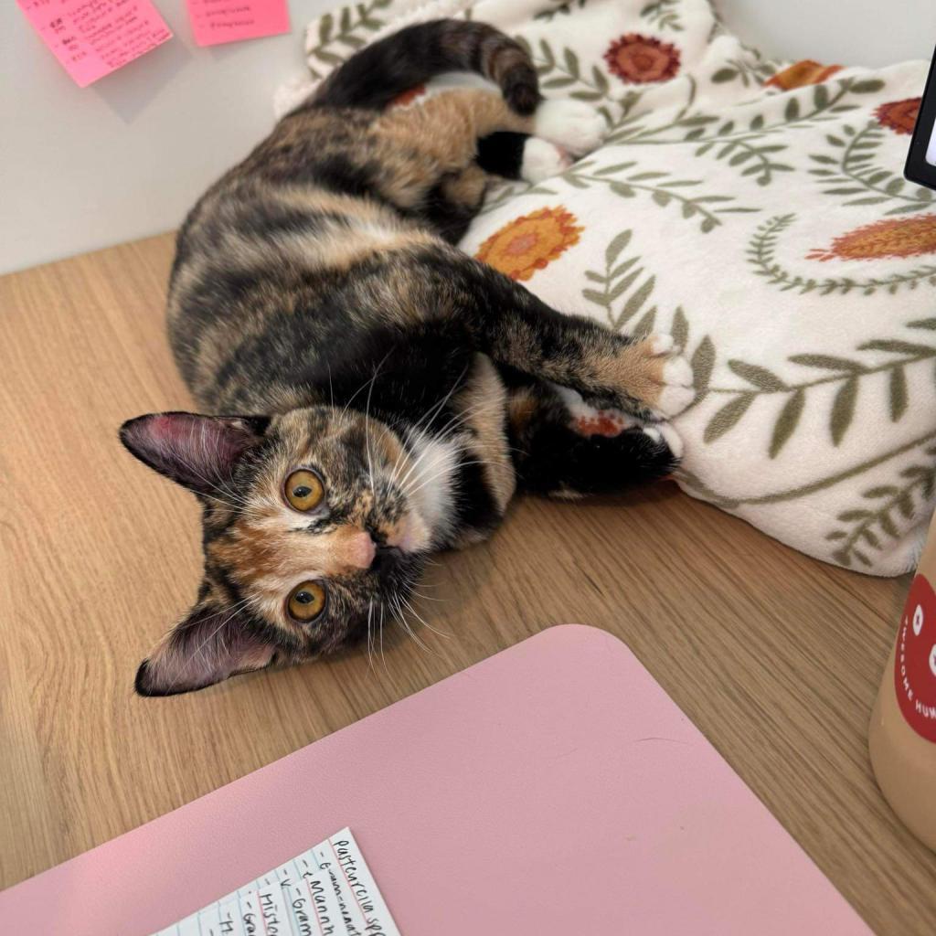 Rogue, an adoptable American Shorthair in Phoenix, AZ, 85086 | Photo Image 5