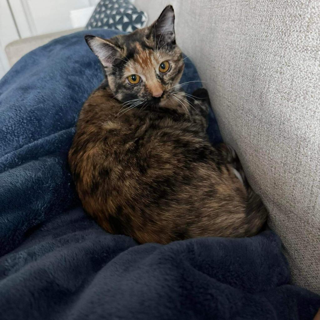 Rogue, an adoptable American Shorthair in Phoenix, AZ, 85086 | Photo Image 6