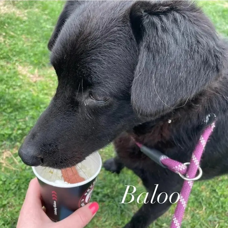 Baloo