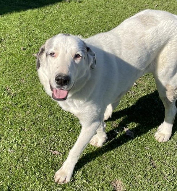 Sugar Pie, an adoptable Akbash, Anatolian Shepherd in Whitewright, TX, 75491 | Photo Image 1