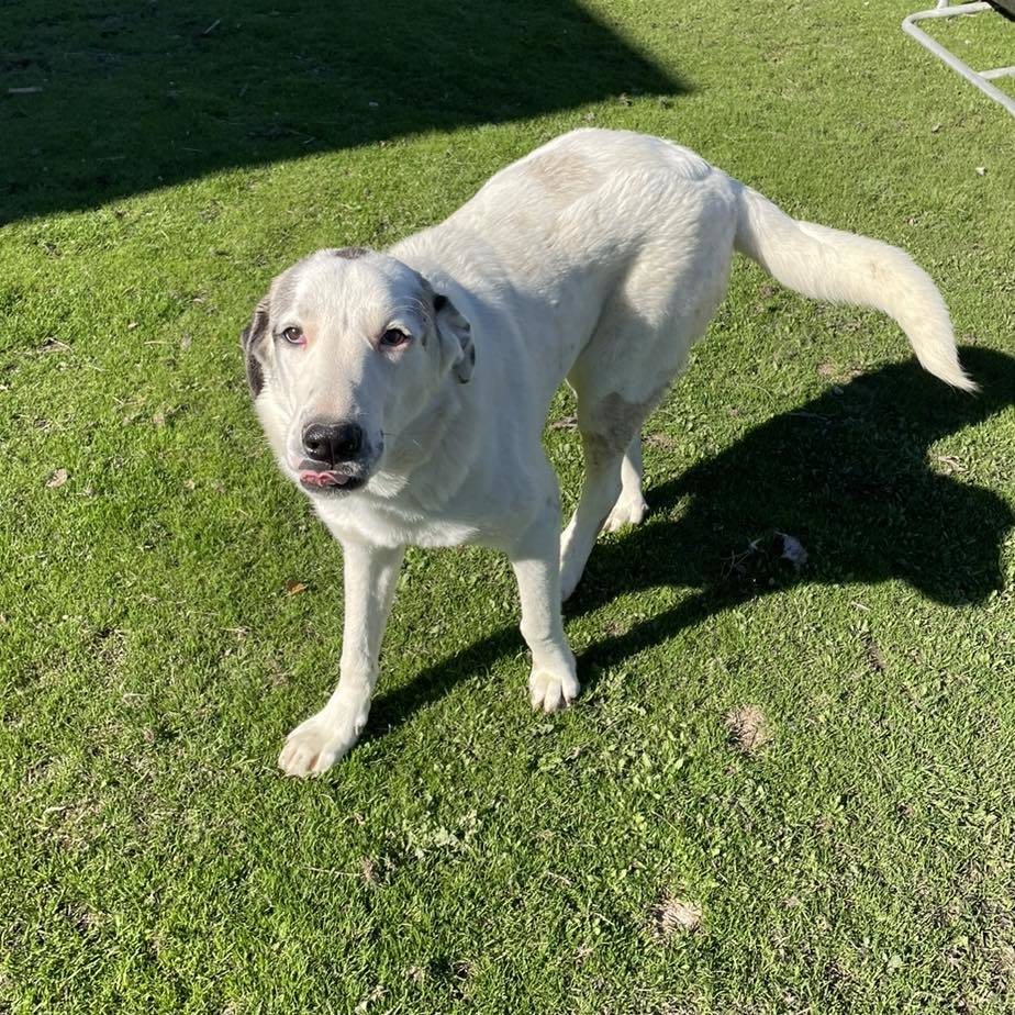 Sugar Pie, an adoptable Akbash, Anatolian Shepherd in Whitewright, TX, 75491 | Photo Image 2