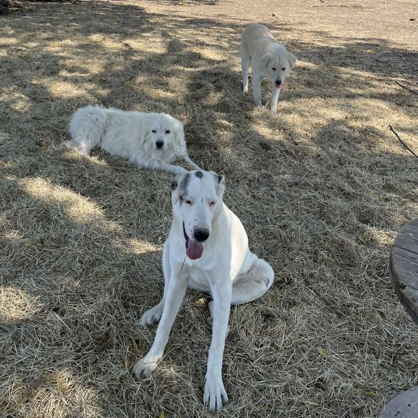 Sugar Pie, an adoptable Akbash, Anatolian Shepherd in Whitewright, TX, 75491 | Photo Image 3