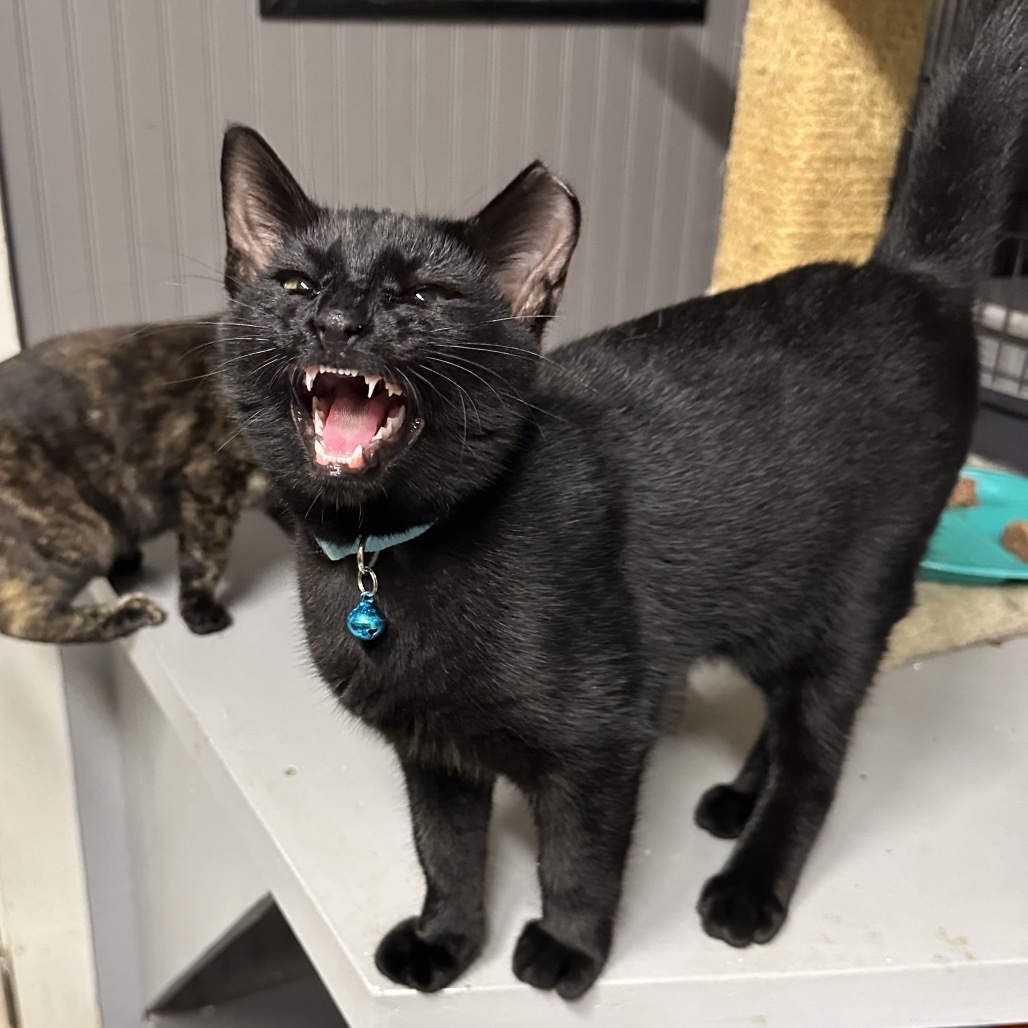 TJ, an adoptable Domestic Medium Hair in Foley, AL, 36535 | Photo Image 1