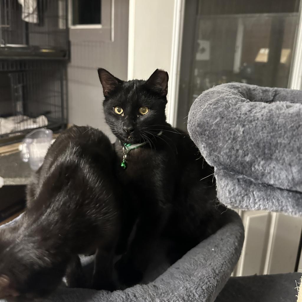 JJ, an adoptable Domestic Medium Hair in Foley, AL, 36535 | Photo Image 1