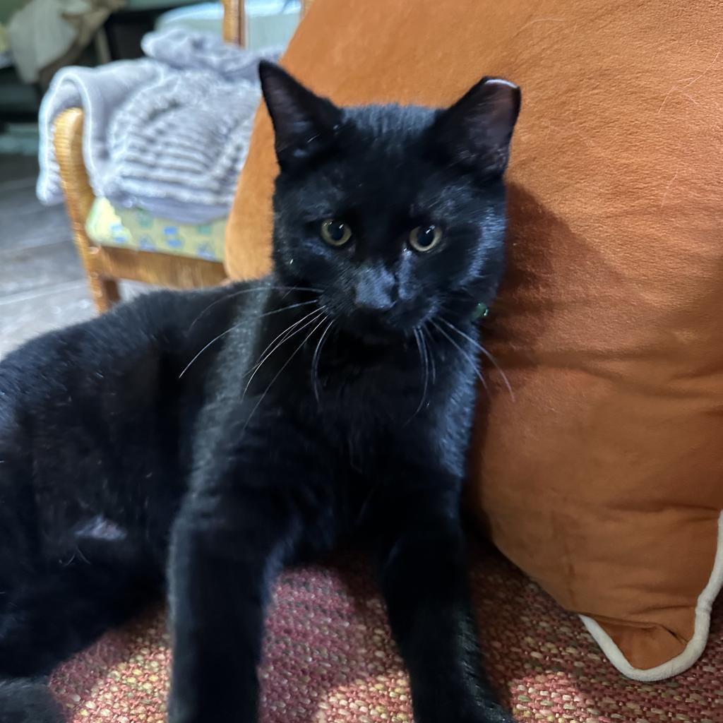 JJ, an adoptable Domestic Medium Hair in Foley, AL, 36535 | Photo Image 2