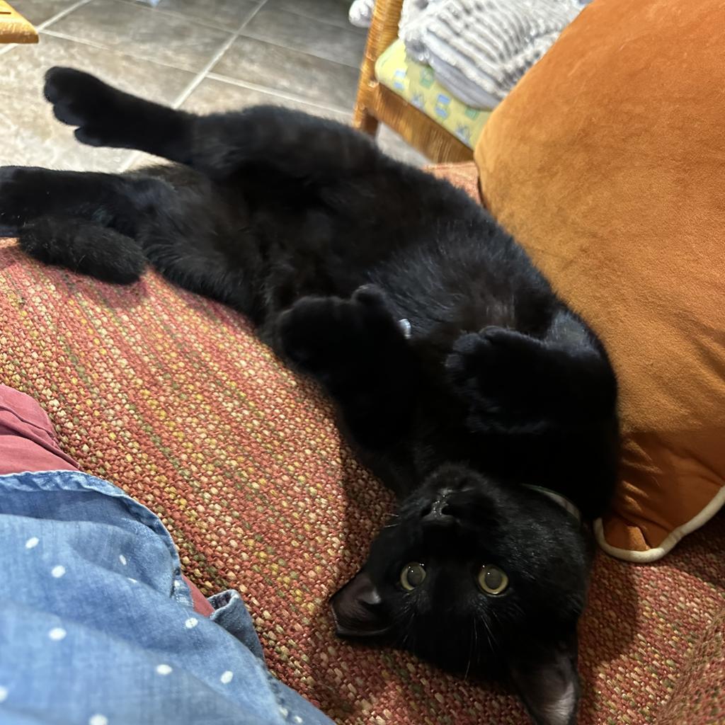 JJ, an adoptable Domestic Medium Hair in Foley, AL, 36535 | Photo Image 3