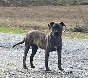 Chessie