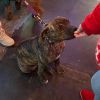Chessie photo 5