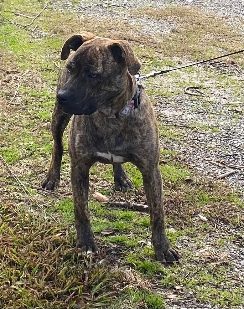 Chessie