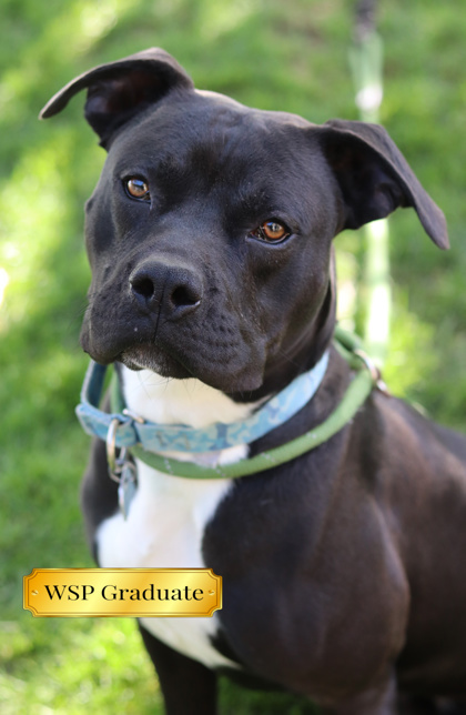 J.B., an adoptable Mixed Breed in Walla Walla, WA, 99362 | Photo Image 1