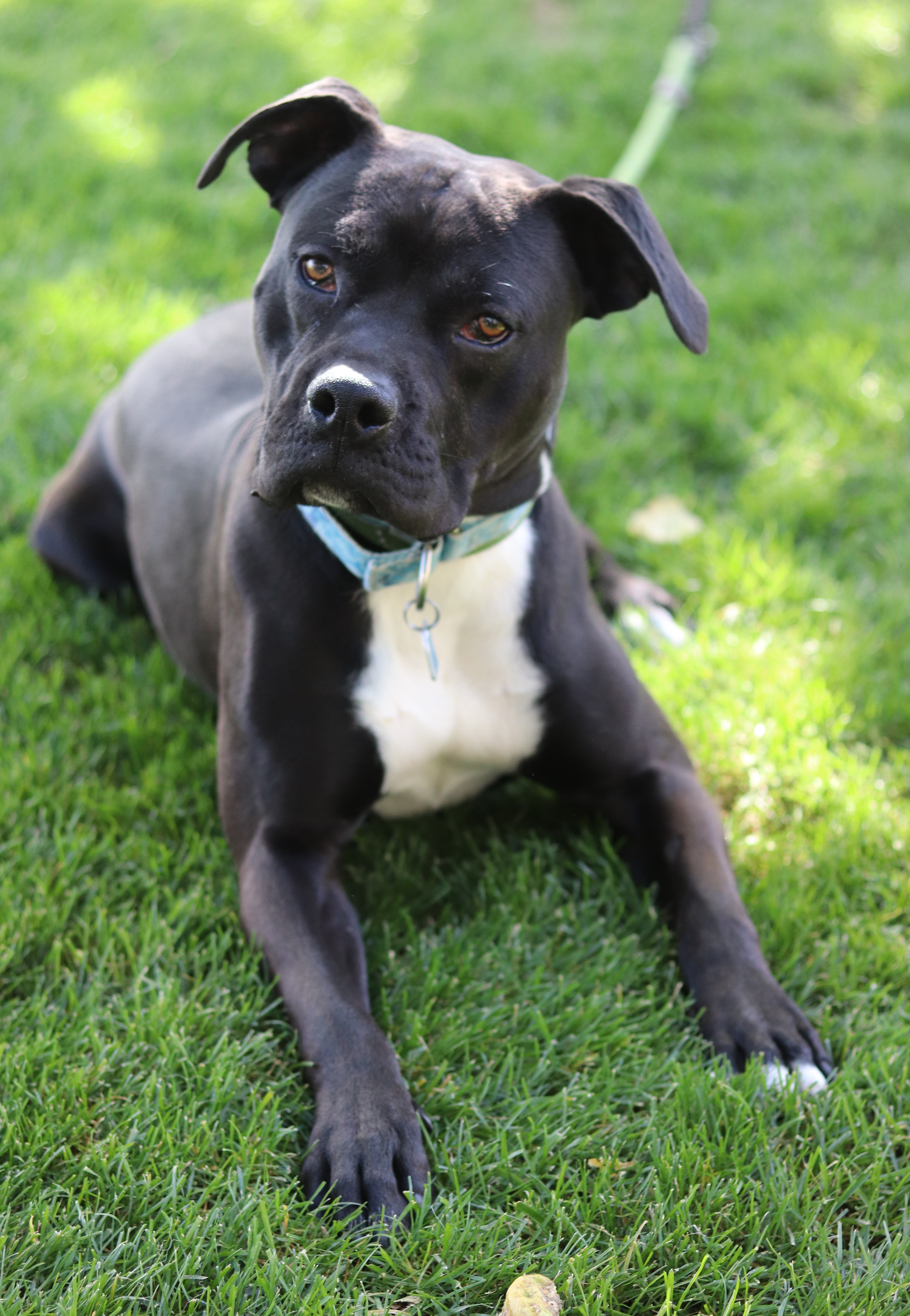 J.B., an adoptable Mixed Breed in Walla Walla, WA, 99362 | Photo Image 2