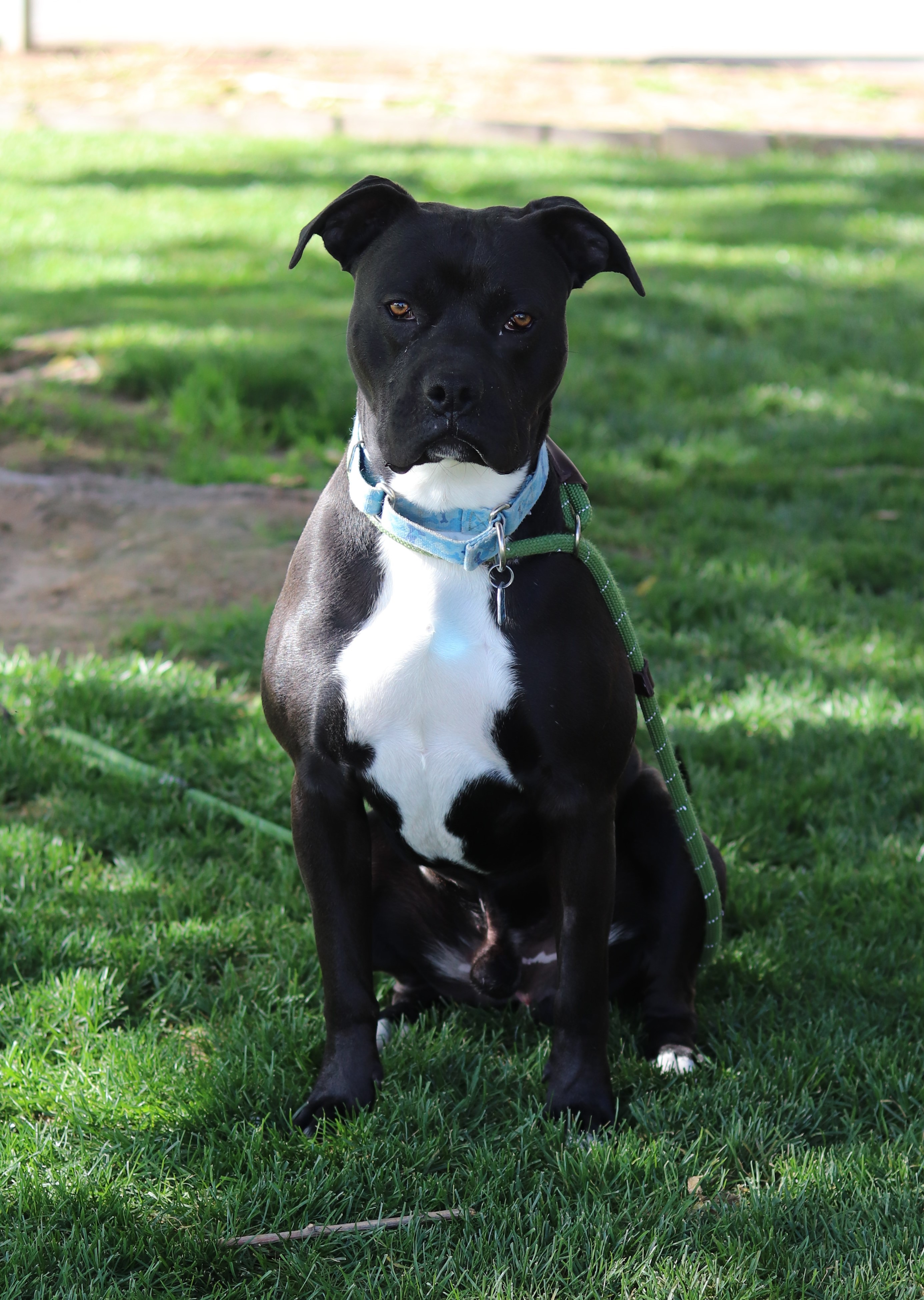 J.B., an adoptable Mixed Breed in Walla Walla, WA, 99362 | Photo Image 3