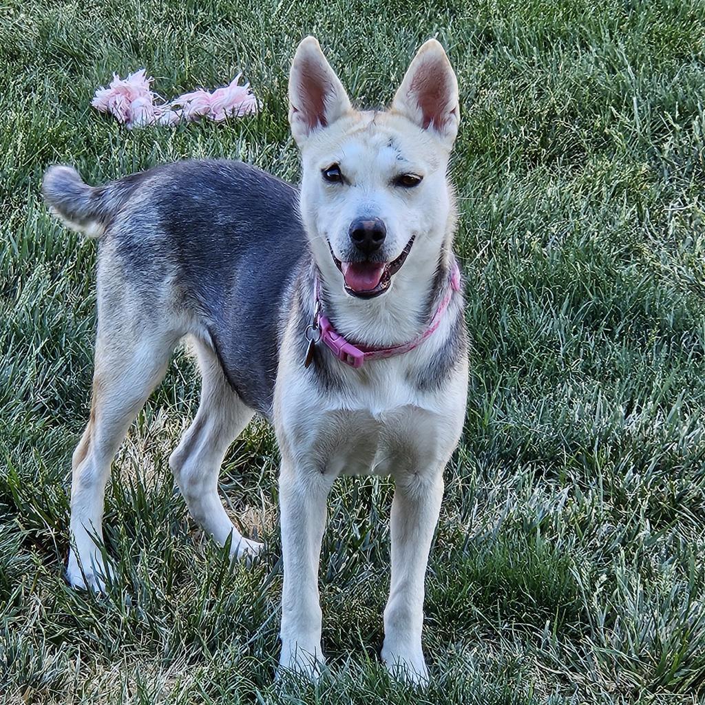 Francine (Frankie), an adoptable Shepherd in Prescott, AZ, 86304 | Photo Image 1