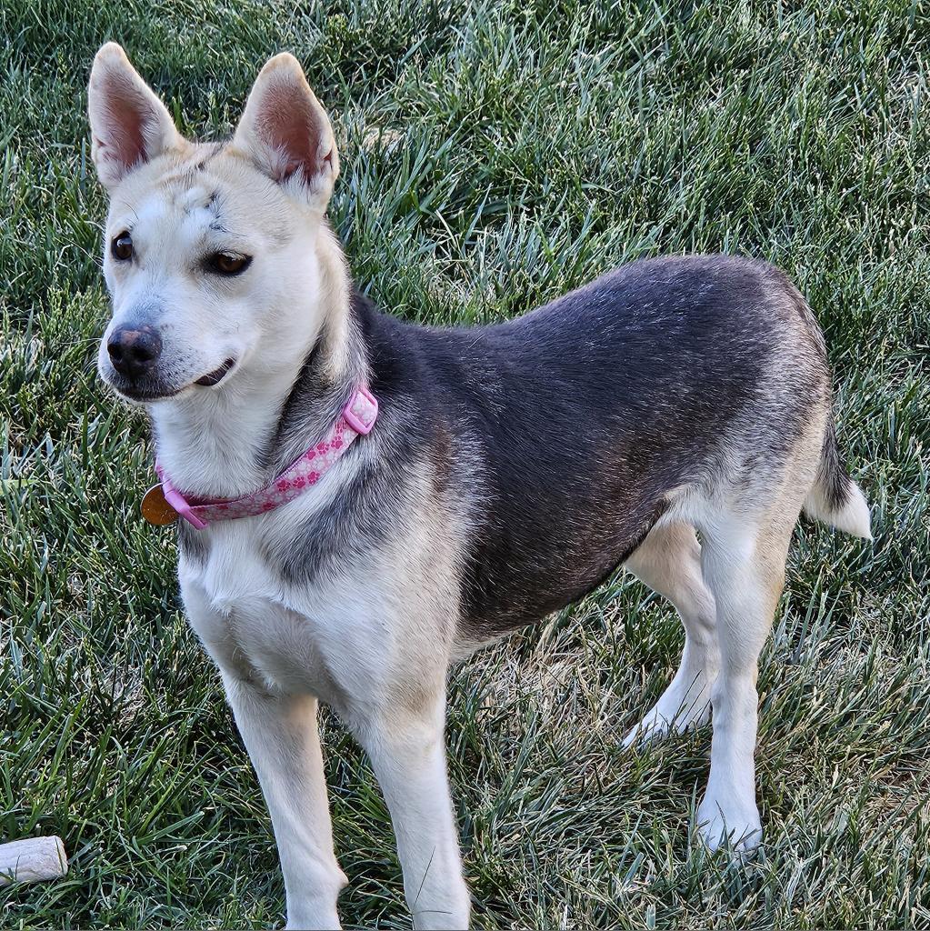 Francine (Frankie), an adoptable Shepherd in Prescott, AZ, 86304 | Photo Image 2
