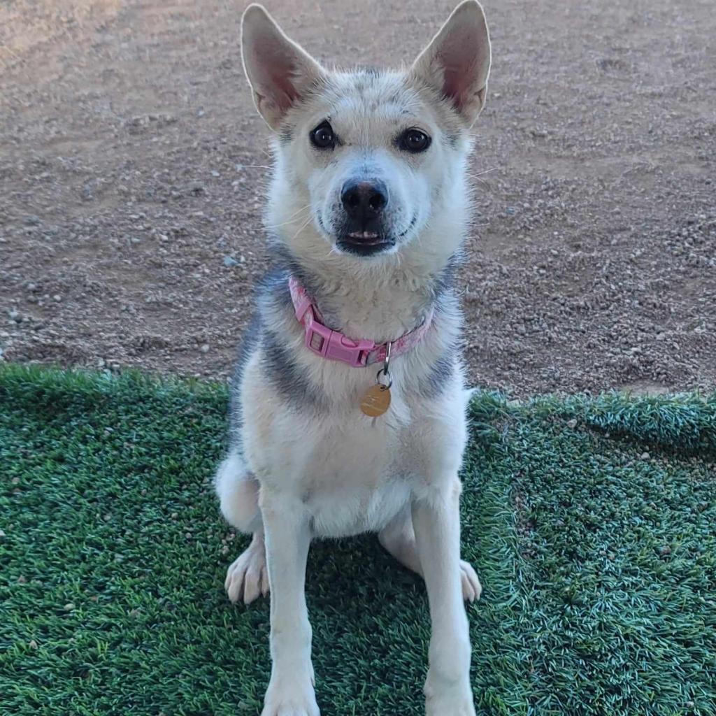 Francine (Frankie), an adoptable Shepherd in Prescott, AZ, 86304 | Photo Image 3