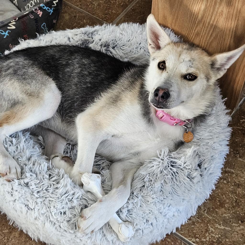 Francine (Frankie), an adoptable Shepherd in Prescott, AZ, 86304 | Photo Image 4
