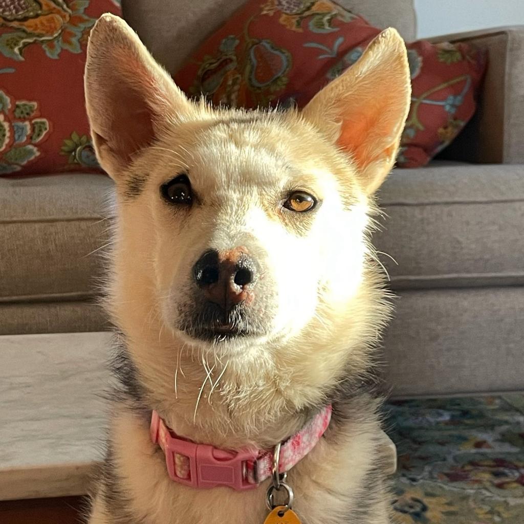 Francine (Frankie), an adoptable Shepherd in Prescott, AZ, 86304 | Photo Image 5