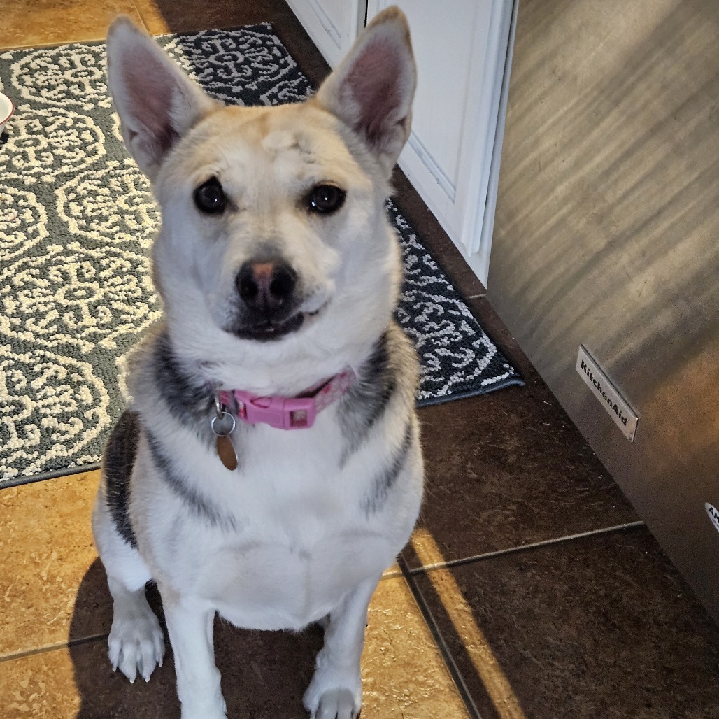Francine (Frankie), an adoptable Shepherd in Prescott, AZ, 86304 | Photo Image 6