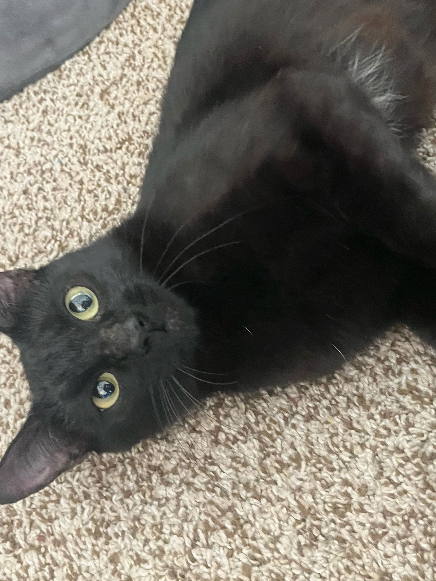BOOTHANG (F), an adoptable Domestic Short Hair in Chico, CA, 95973 | Photo Image 1