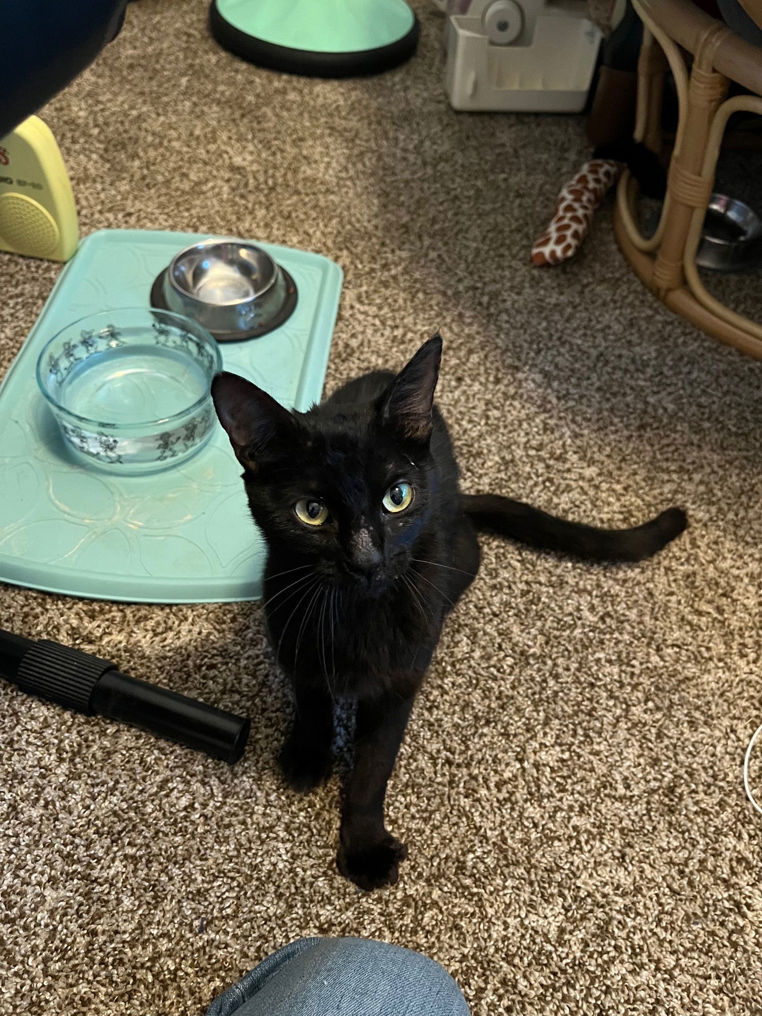 BOOTHANG (F), an adoptable Domestic Short Hair in Chico, CA, 95973 | Photo Image 2